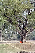 Sarnath - the Deer Park 